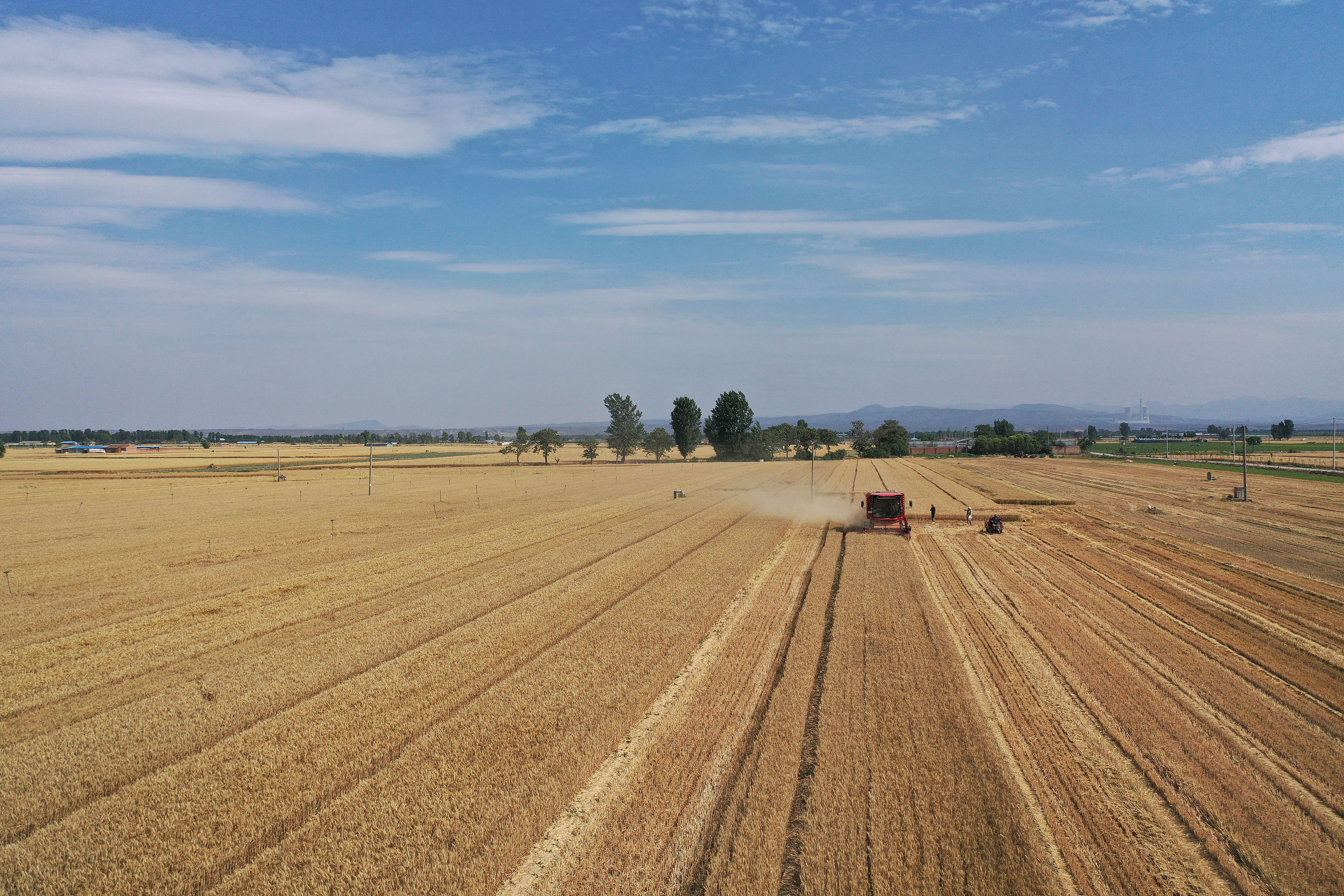 2025年6月3日，河南焦作，溫縣黃河街道灘王莊村農民駕駛收割機收獲小麥。
